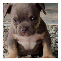 Bully breed puppy