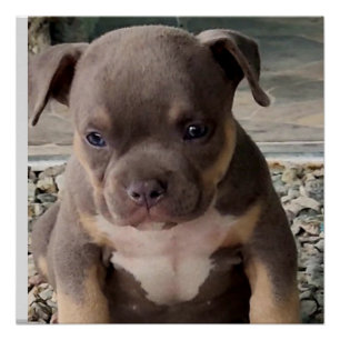 Bully breed puppy  poster