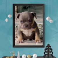 Bully breed puppy