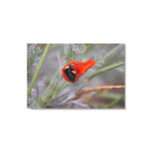 Bumble bee asleep in a California poppy