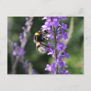 Bumble Bee Collecting Pollen Post Card