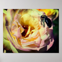 Bumble Bee Flying Into Pink Rose Close Up