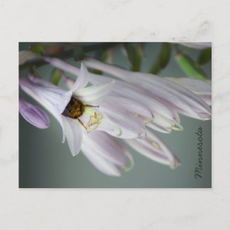 Bumble Bee in Hosta Postcard
