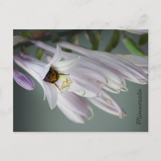 Bumble Bee in Hosta Postcard (Front)