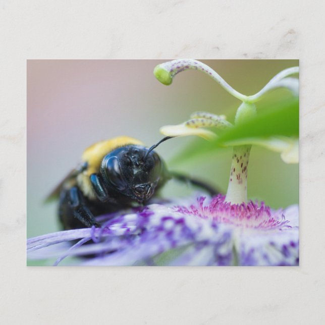 Bumble Bee macro photograph Postcard (Front)