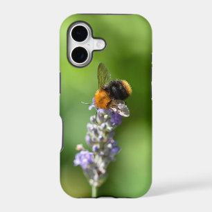Bumble Bee On A Lavender