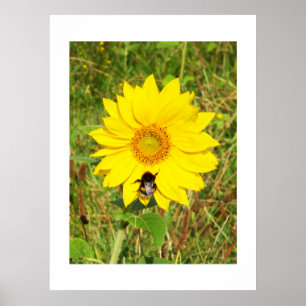 Bumble bee on a sunflower poster