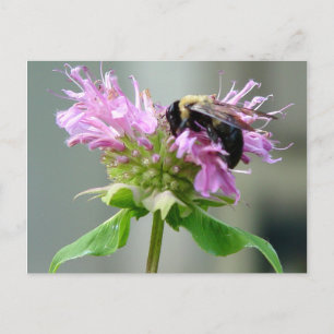 Bumble Bee on Bee Balm Flower Postcard 2