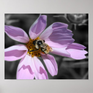 Bumble Bee On Cosmos Flower Partial Colour Poster