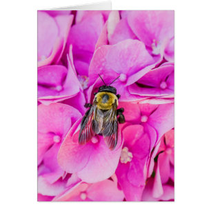 Bumble Bee On Hydrangea