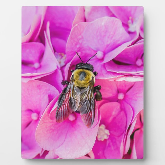 Bumble Bee On Hydrangea Plaque (Front)
