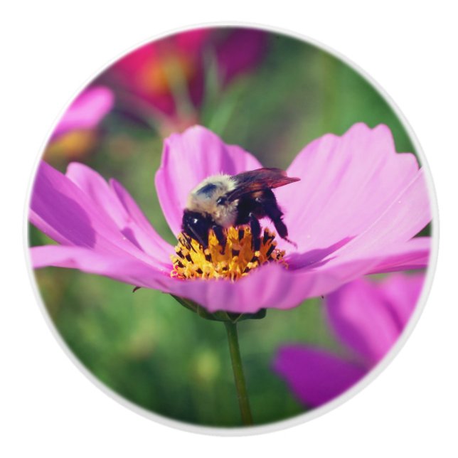 Bumble Bee On Pink Cosmos Flower  Ceramic Knob (Front)