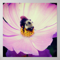 Bumble Bee On Pink Cosmos Flower Close Up