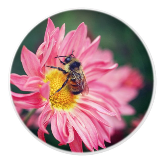 Bumble Bee On Pink Daisy Flower 2  Ceramic Knob (Front)