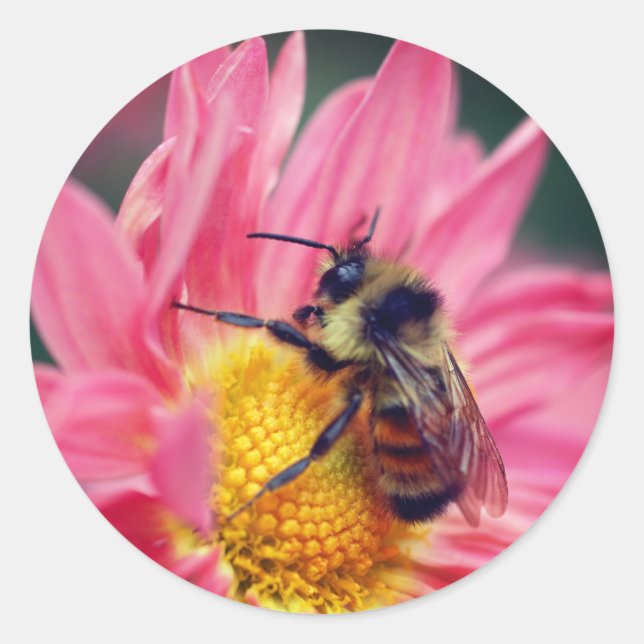 Bumble Bee On Pink Daisy Flower  Classic Round Sticker (Front)