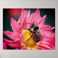 Bumble Bee On Pink Daisy Flower Close Up