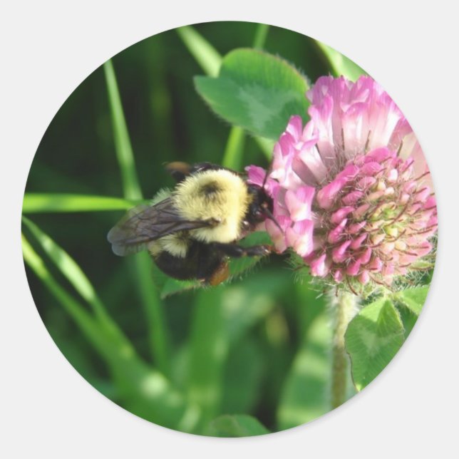 Bumble Bee on  Red Clover Classic Round Sticker (Front)