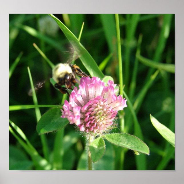 Bumble Bee on Red Clover Poster (Front)