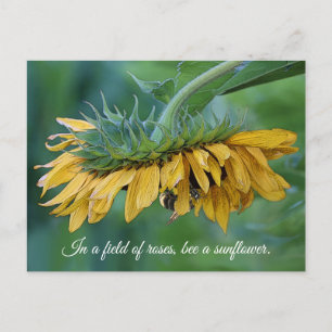 Bumble Bee on Sunflower - Postcard