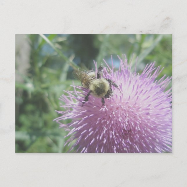 Bumble Bee on Thistle Postcard (Front)