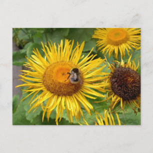 Bumble Bee on Yellow Daisy Postcard