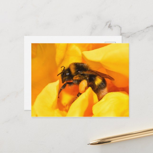 Bumble Bee Postcard (Front/Back In Situ)