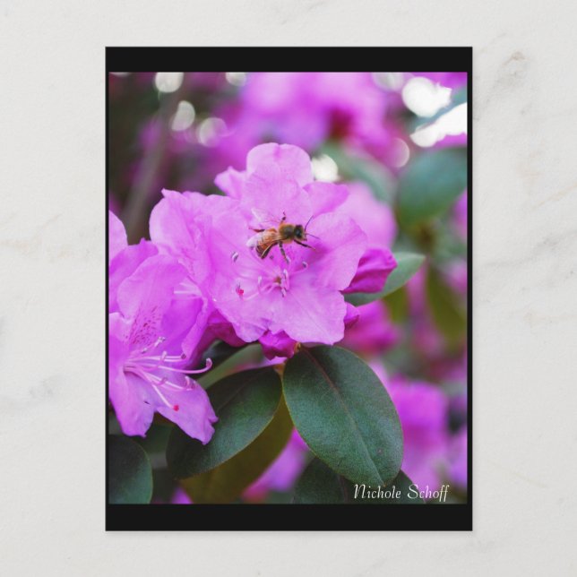 Bumble Bee Postcard (Front)