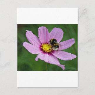 bumble bee postcard