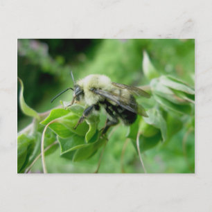 Bumble Bee Postcard