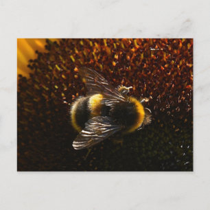 Bumble Bee Postcard