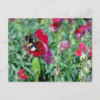 Bumble Bee / Snapdragon Postcard