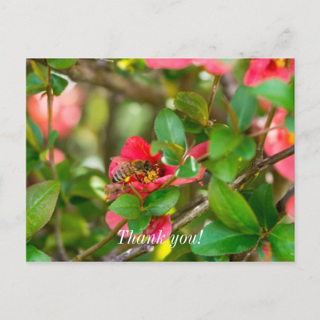 Bumblebee And Azalea Thank You Postcard (Front)