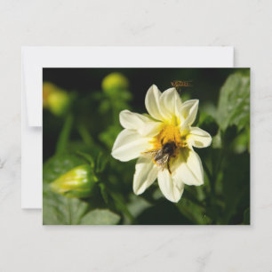 Bumblebee and white dahlia photo postcard
