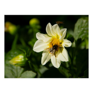 Bumblebee and white dahlia photo poster