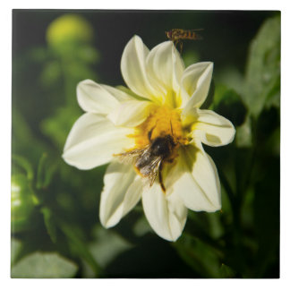 Bumblebee and white dahlia photo tile