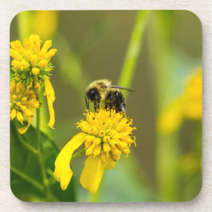 Bumblebee Coaster