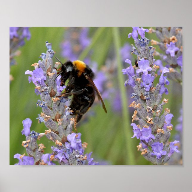 Bumblebee feeding on lavender flowers  poster (Front)