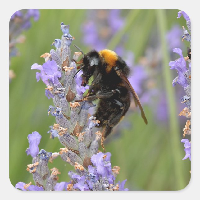 Bumblebee feeding on lavender flowers square sticker (Front)