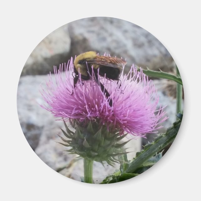 Bumblebee Harvesting a Purple Thristle Flower Magnet (Front)