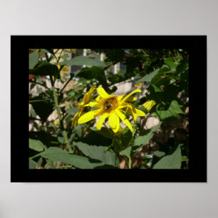 Bumblebee in a sunflower poster