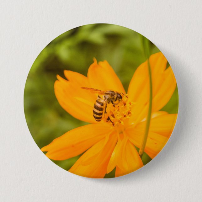 Bumblebee on a Sulphur Cosmos 7.5 Cm Round Badge (Front)