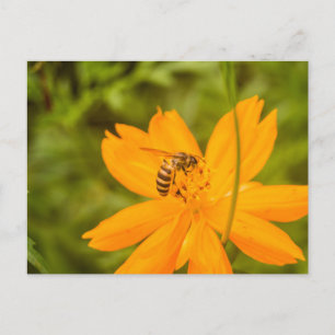 Bumblebee on a Sulphur Cosmos Holiday Postcard