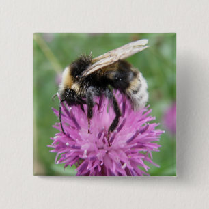 Bumblebee on a Thistle Button