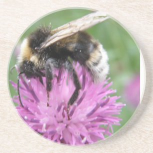 Bumblebee on a Thistle Coasters