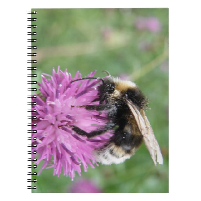 Bumblebee on a Thistle Notebook (Front)