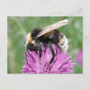 Bumblebee on a Thistle Postcard