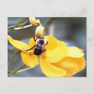 Bumblebee On Cassia Flower Postcard