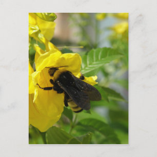 Bumblebee on Esperanza Flower Postcard