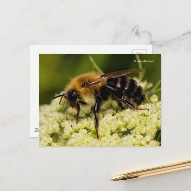 Bumblebee on Flowering Carrot Postcard (Front/Back In Situ)