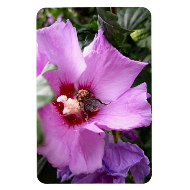 Bumblebee on Hibiscus Flower Magnet (Vertical)